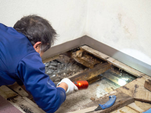 Best Emergency Mold Removal  in Asheville, NC