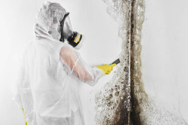 Best Mold Testing  in Asheville, NC