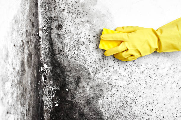 Best Same-Day Mold Removal  in Asheville, NC