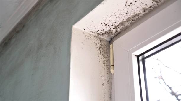 Best Same-Day Mold Removal  in Asheville, NC