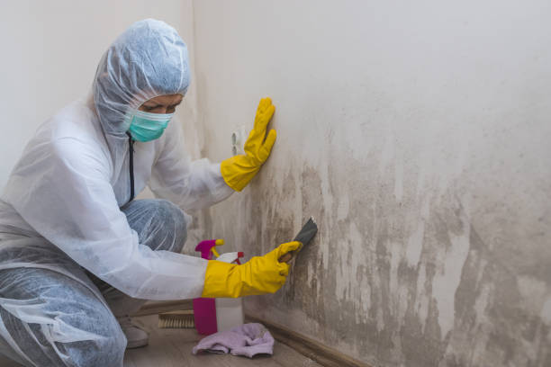 Best Fast Mold Removal  in Asheville, NC