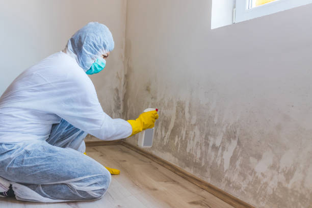 Best Mold Damage Repair  in Asheville, NC
