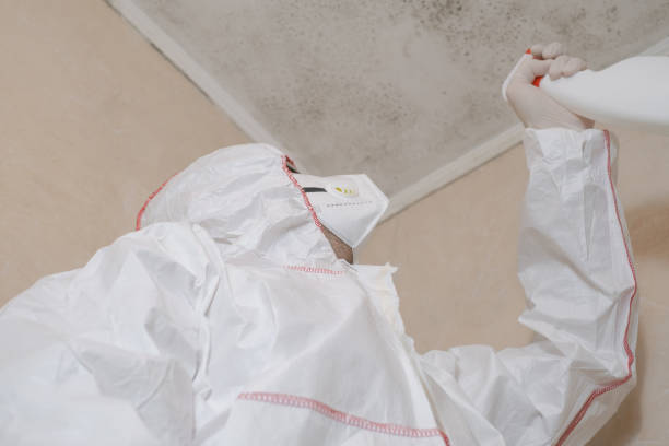 Trusted Asheville, NC Mold Removal Experts
