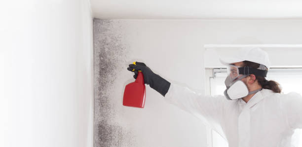 Best Local Mold Removal Service  in Asheville, NC