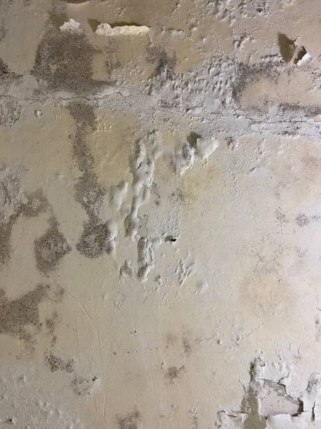 Best Office Mold Removal Services  in Asheville, NC