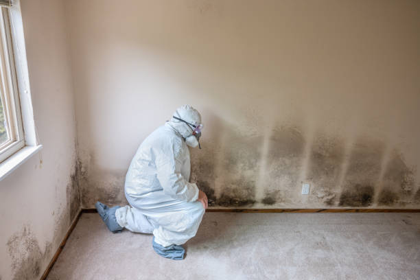 Best Mold Cleaning Services  in Asheville, NC