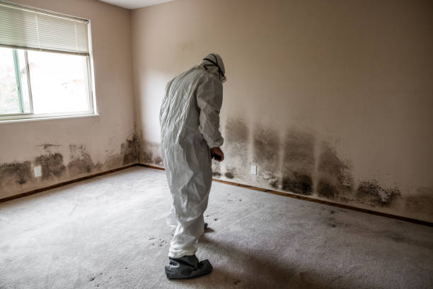 Best Home Mold Removal  in Asheville, NC