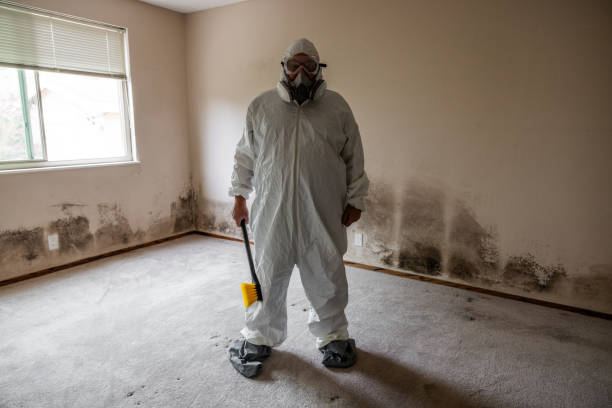 Best Attic Mold Removal  in Asheville, NC
