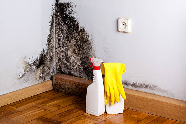 Best Water Damage Restoration  in Asheville, NC