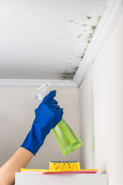 Best Same-Day Mold Removal  in Asheville, NC
