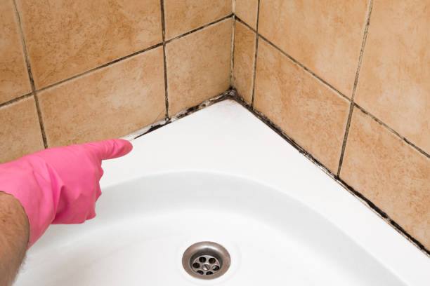 Best Mold Removal Company Near Me  in Asheville, NC