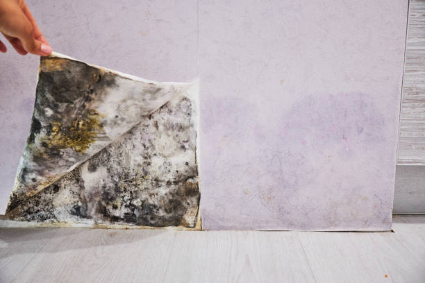 Certified Mold Removal in Asheville, NC
